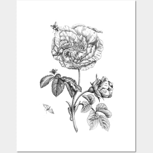 Rose Flower with Insects Posters and Art